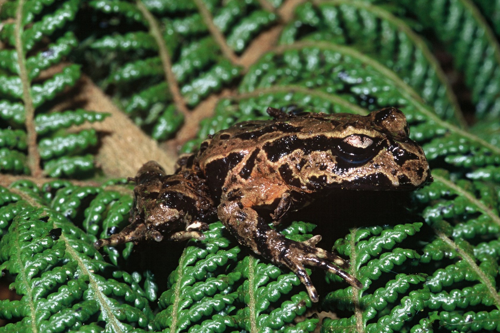 Did you know that... - Department of Conservation - Auckland | Facebook