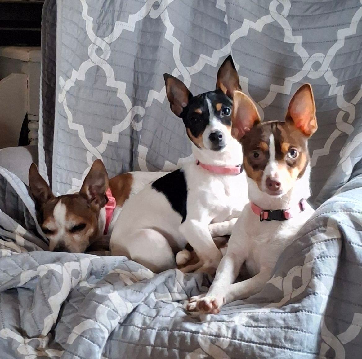 KK'S Ratties