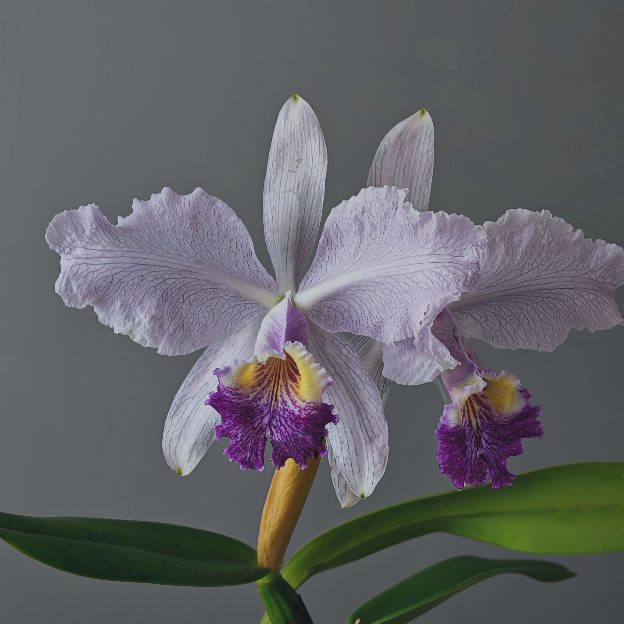 C.Lueddemanniana coerulea Venosa