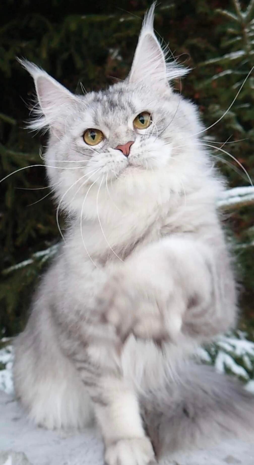 Cat Stud Service