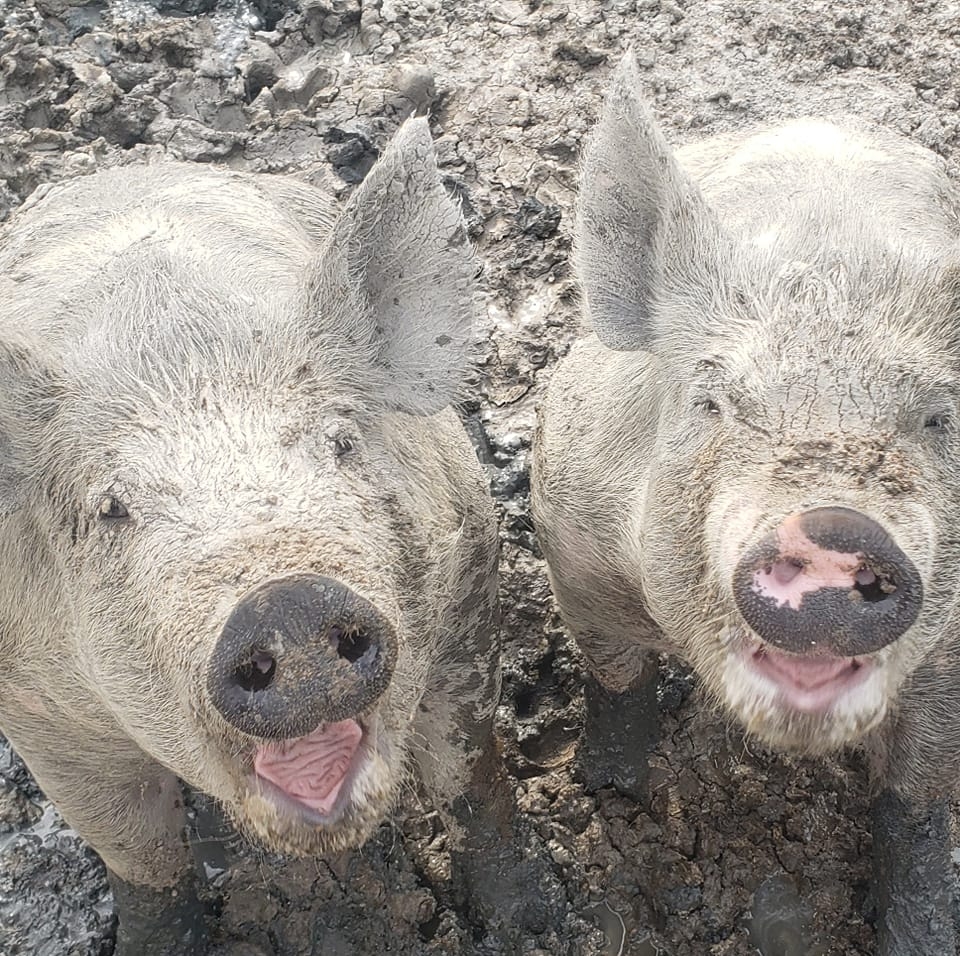 Cowtown Show Pigs - SOLD AND PICKED UP.... We will have 2 show pig ...