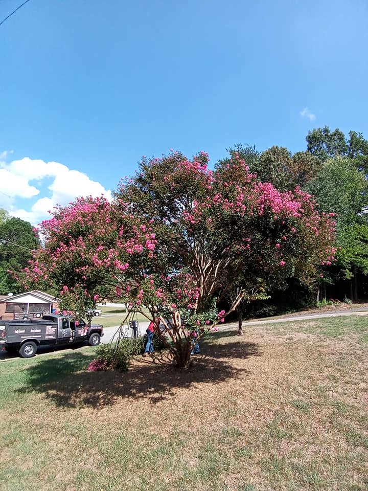 Walnut Ridge Tree Care & Lawn Services | Lincolnton NC