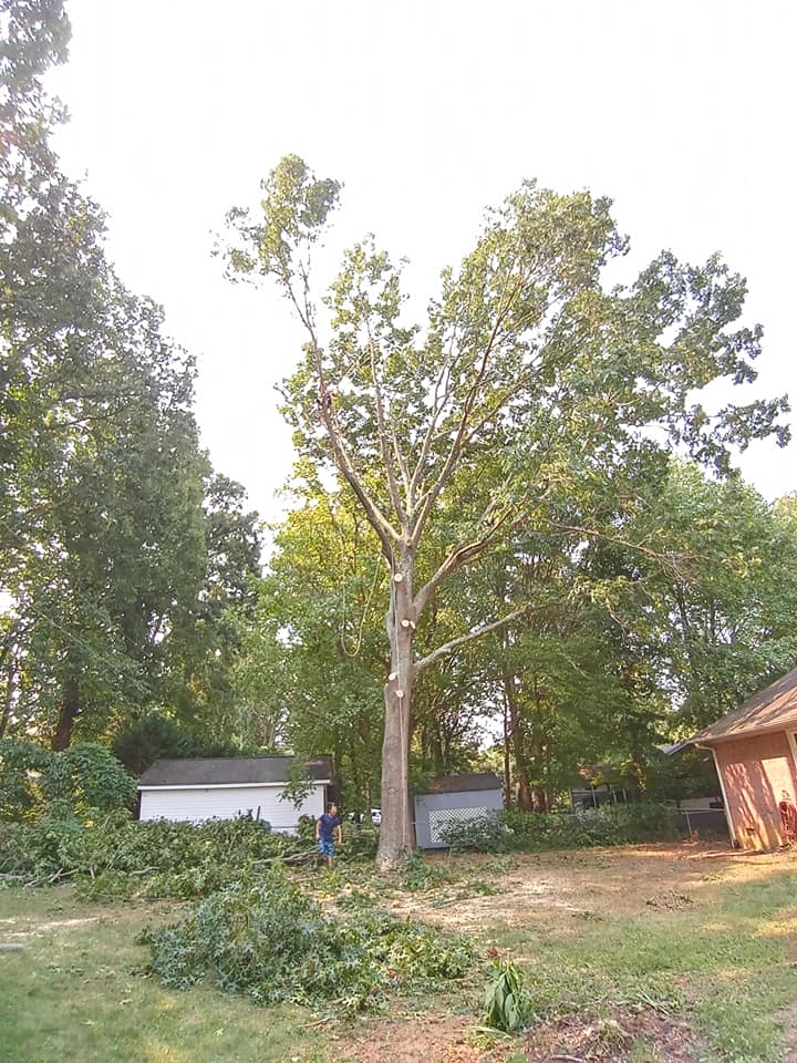 Walnut Ridge Tree Care & Lawn Services | Lincolnton NC