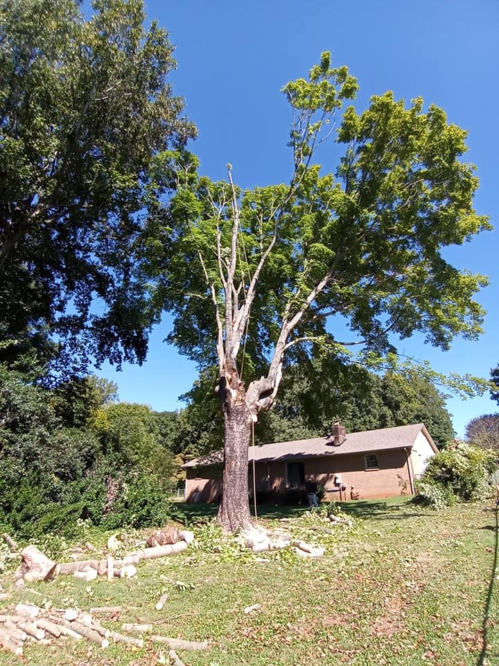 Walnut Ridge Tree Care & Lawn Services | Lincolnton NC