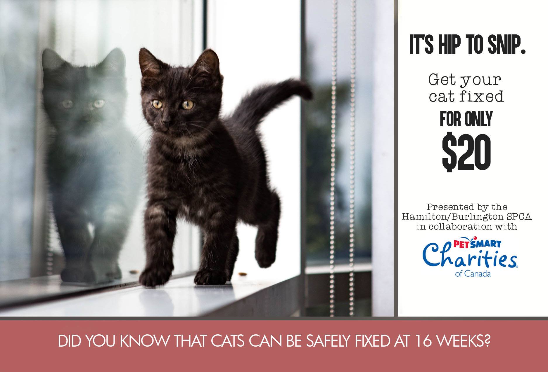The Hamilton/Burlington SPCA is... - Hamilton/Burlington SPCA | Facebook