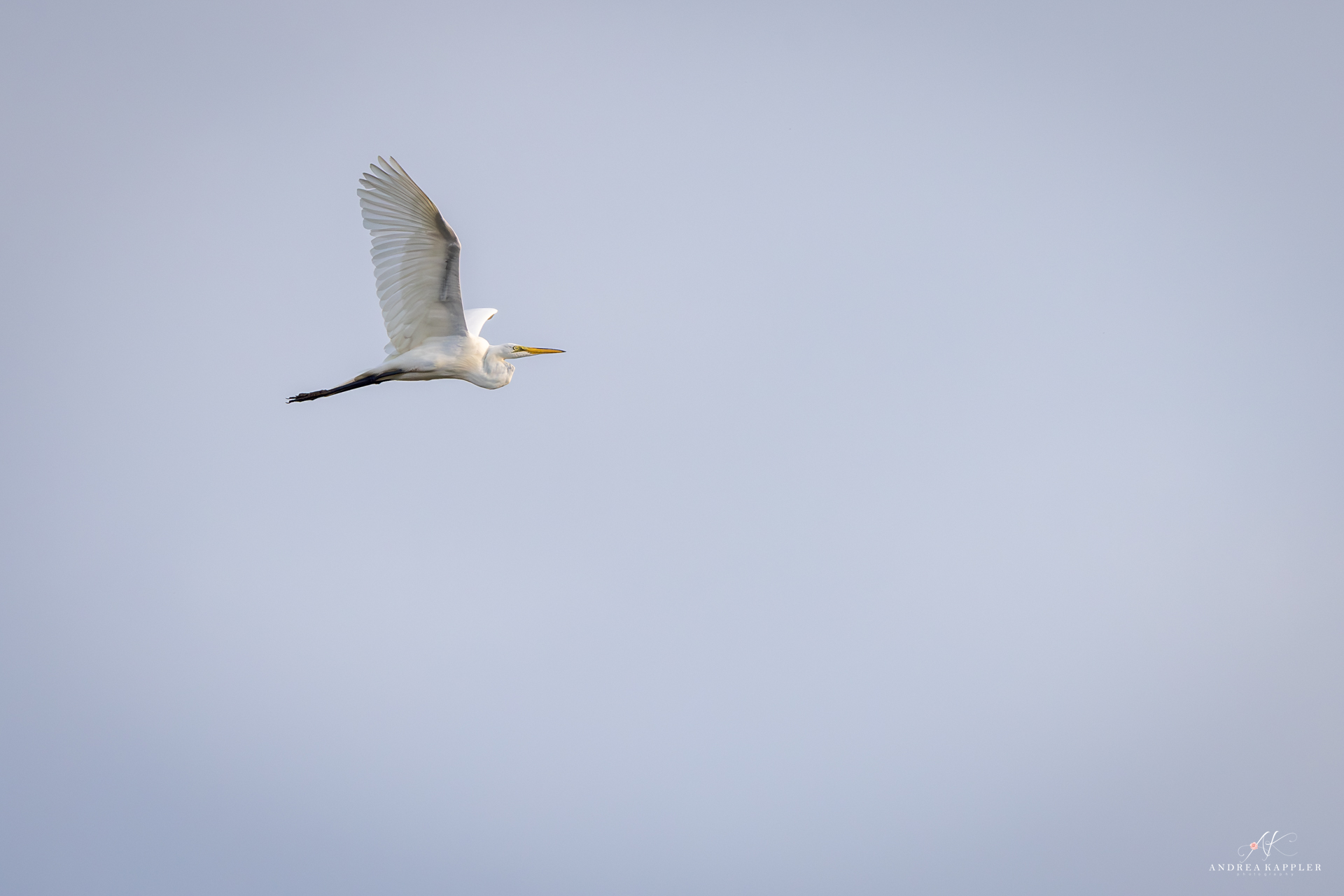 Great Egret with slow-motion take off. At Rockport Rookery. Enjoy