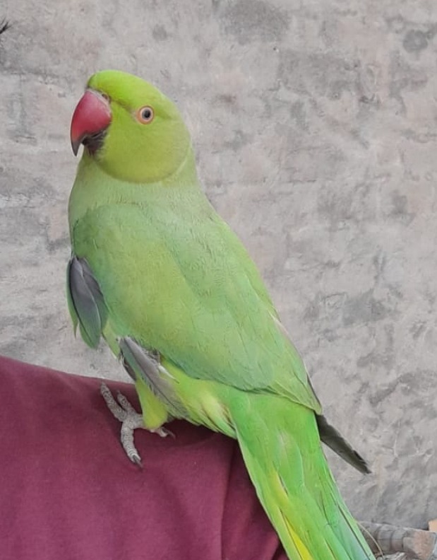 Parinday.pk | Lahore