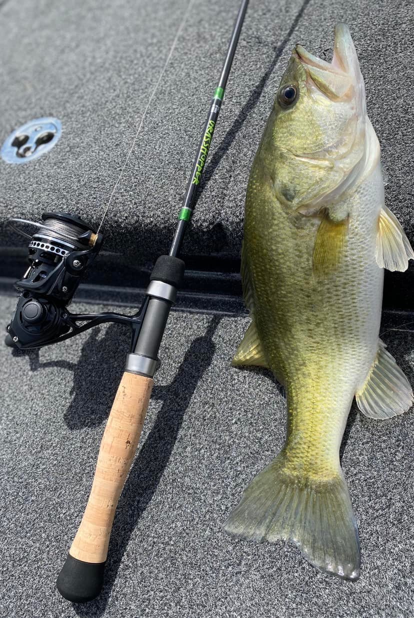 berkley trout dough series spinning rod combo Lightning blade bait for wiper hybrids Reel Combos by Berkley Qty:8 Fishing Poles Cabela's Gold
