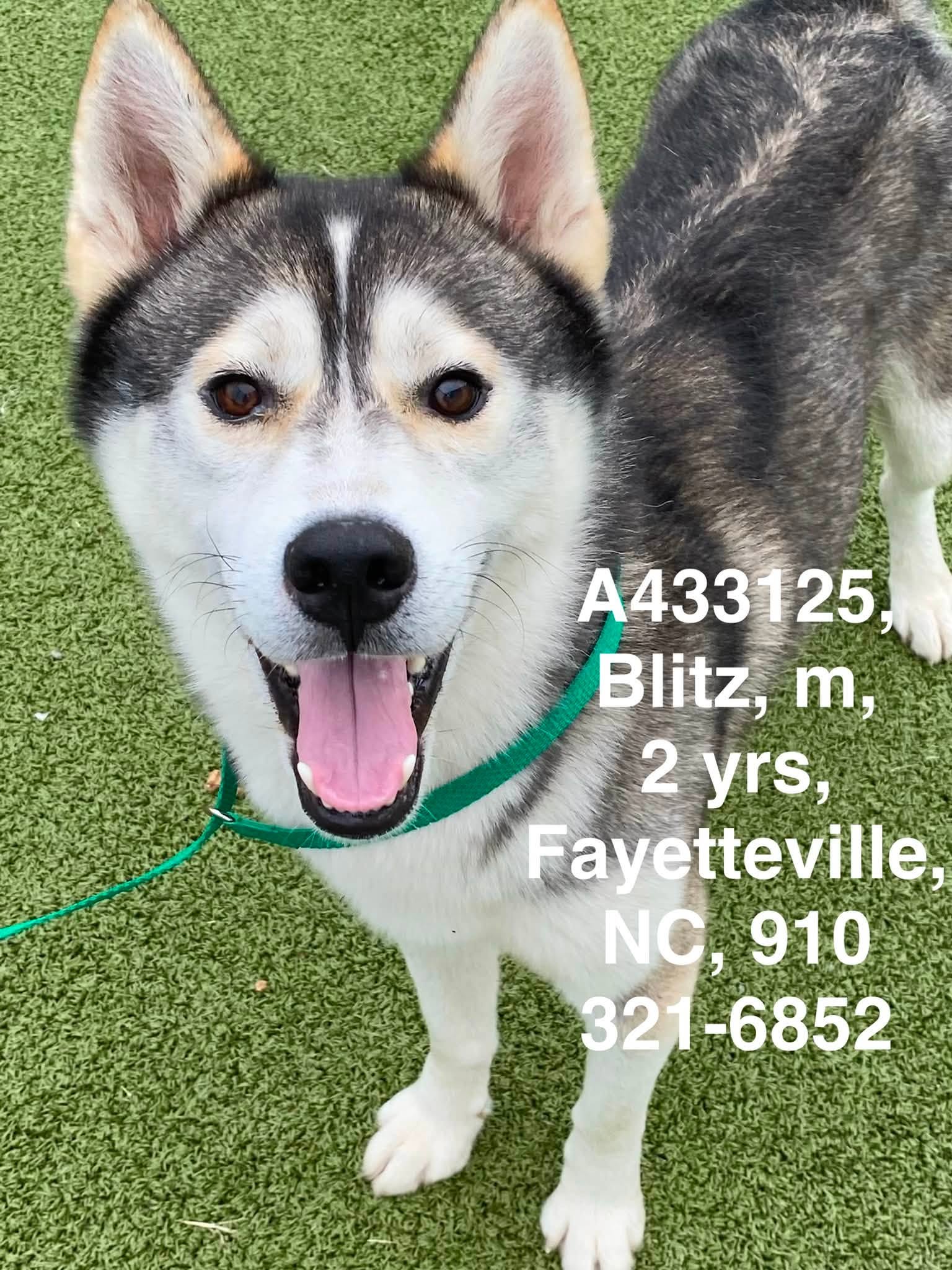 Friends - BLITZ (A433125) FULL shelter! *available to adopt once