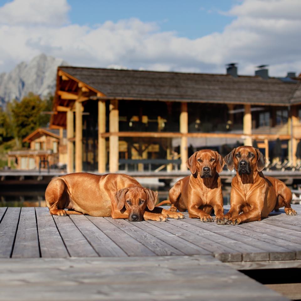 Rhodesian Ridgeback allevamento ENCI FCI Rock the Ridgeback added a new ...
