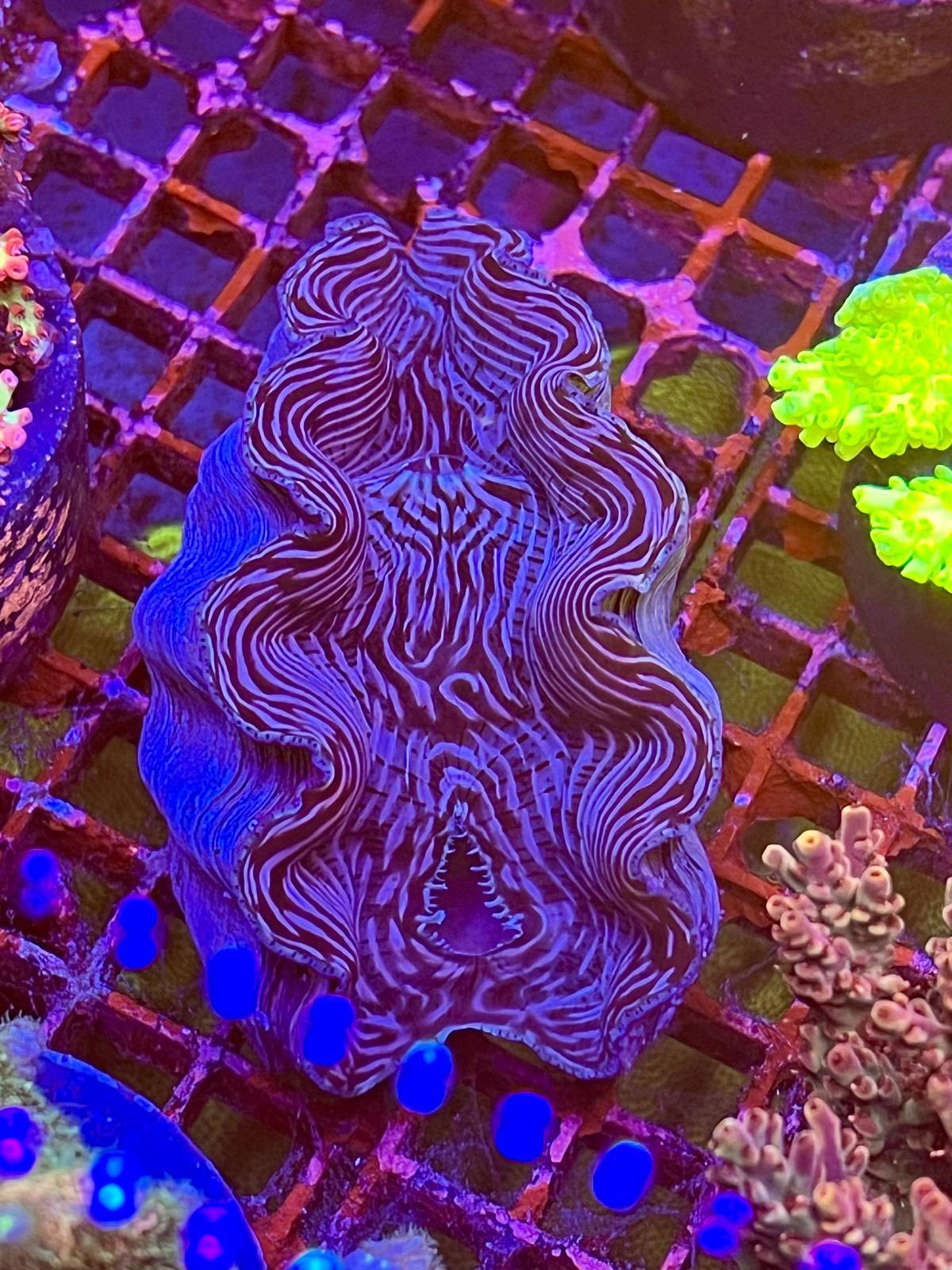 Aquatic Emporium added a new photo. - Aquatic Emporium
