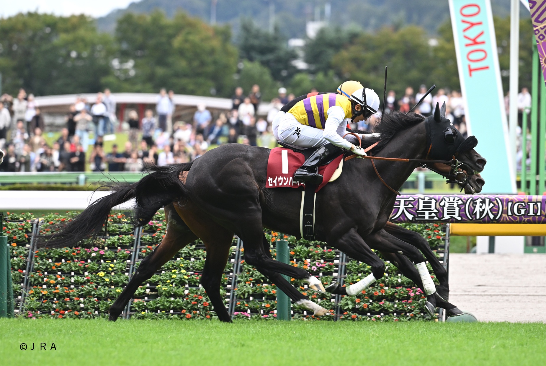 JRA（日本中央競馬会） - 1994年の朝日杯3歳ステークス（現：朝日杯