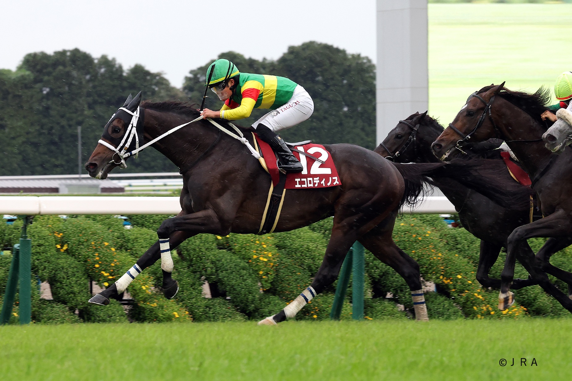 1999年の札幌記念（GII）を優勝したのは芦毛のセイウンスカイ。 単勝
