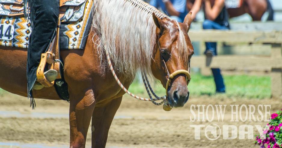 The name “Leeman” has become synonymous... - Show Horse Today | Facebook
