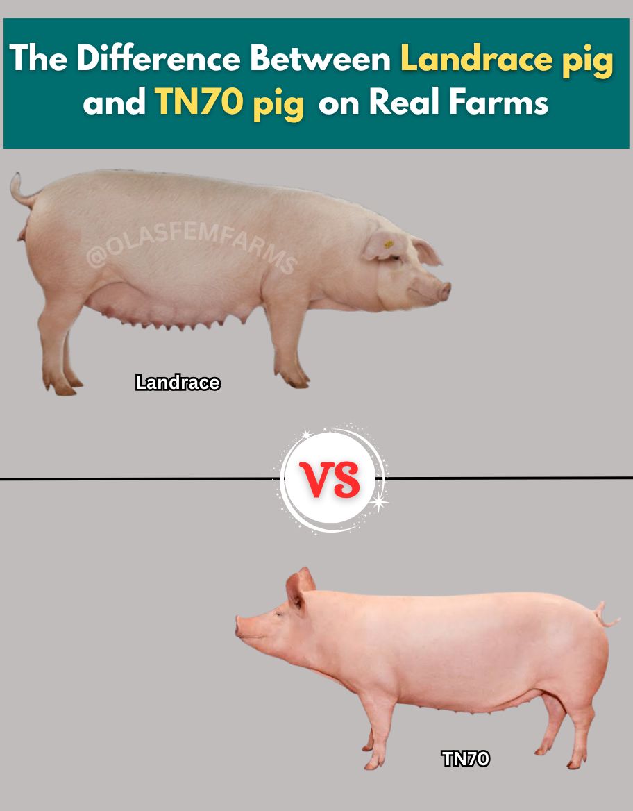 The Difference Between Landrace pig and TN70 pig on Real Farms A