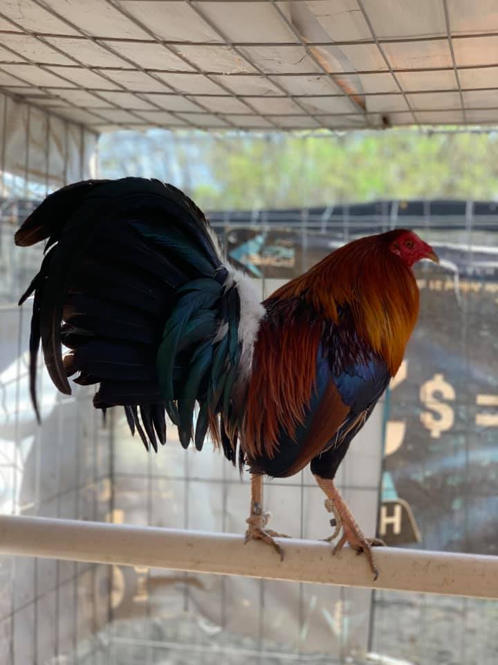 Rancho RG - Sweater-Hatch 🔥 Gallo macho de 3 plumas!!...