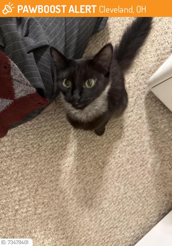Found black cat in Cleveland OH