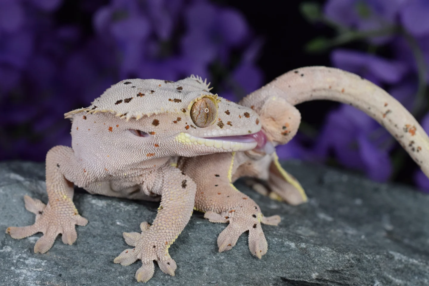 Gecko Loco Exotics