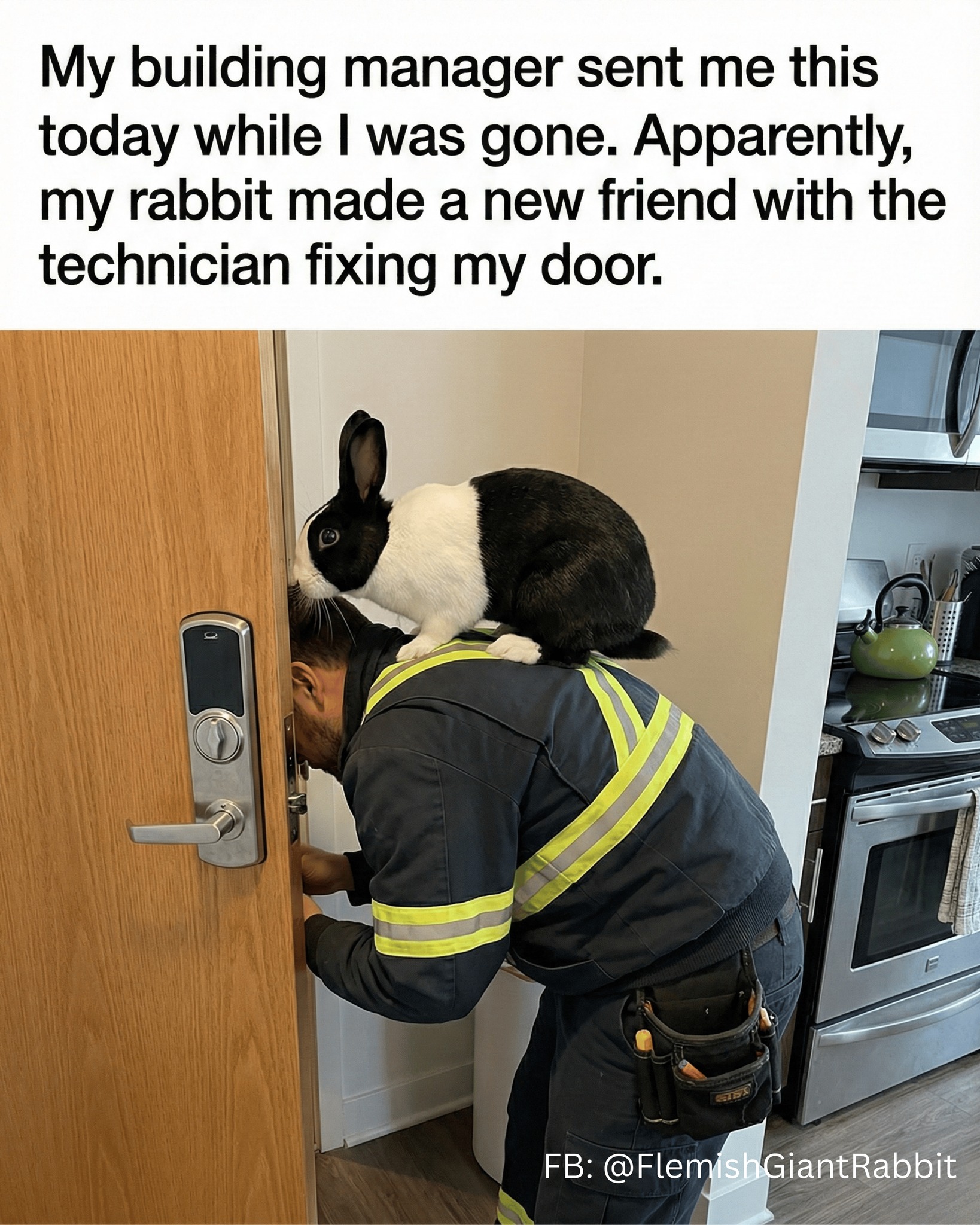 Flemish - This is not a distraction, this is quality assurance 😂 | Facebook