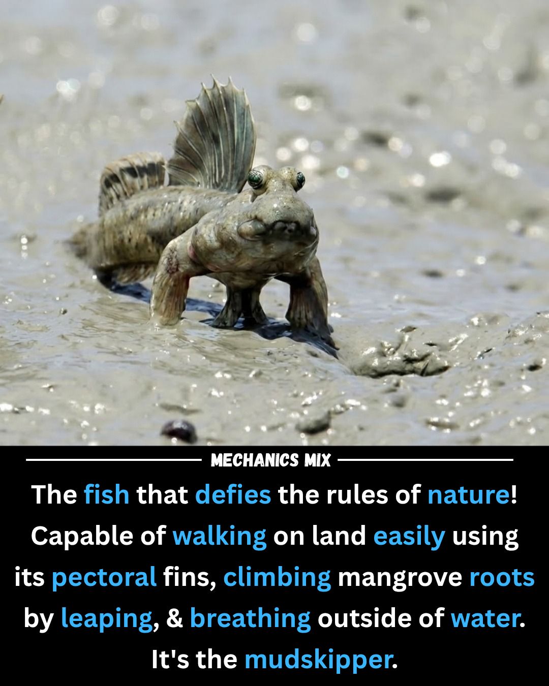 Four-eyed fish and mudskippers, unique aquatic creatures