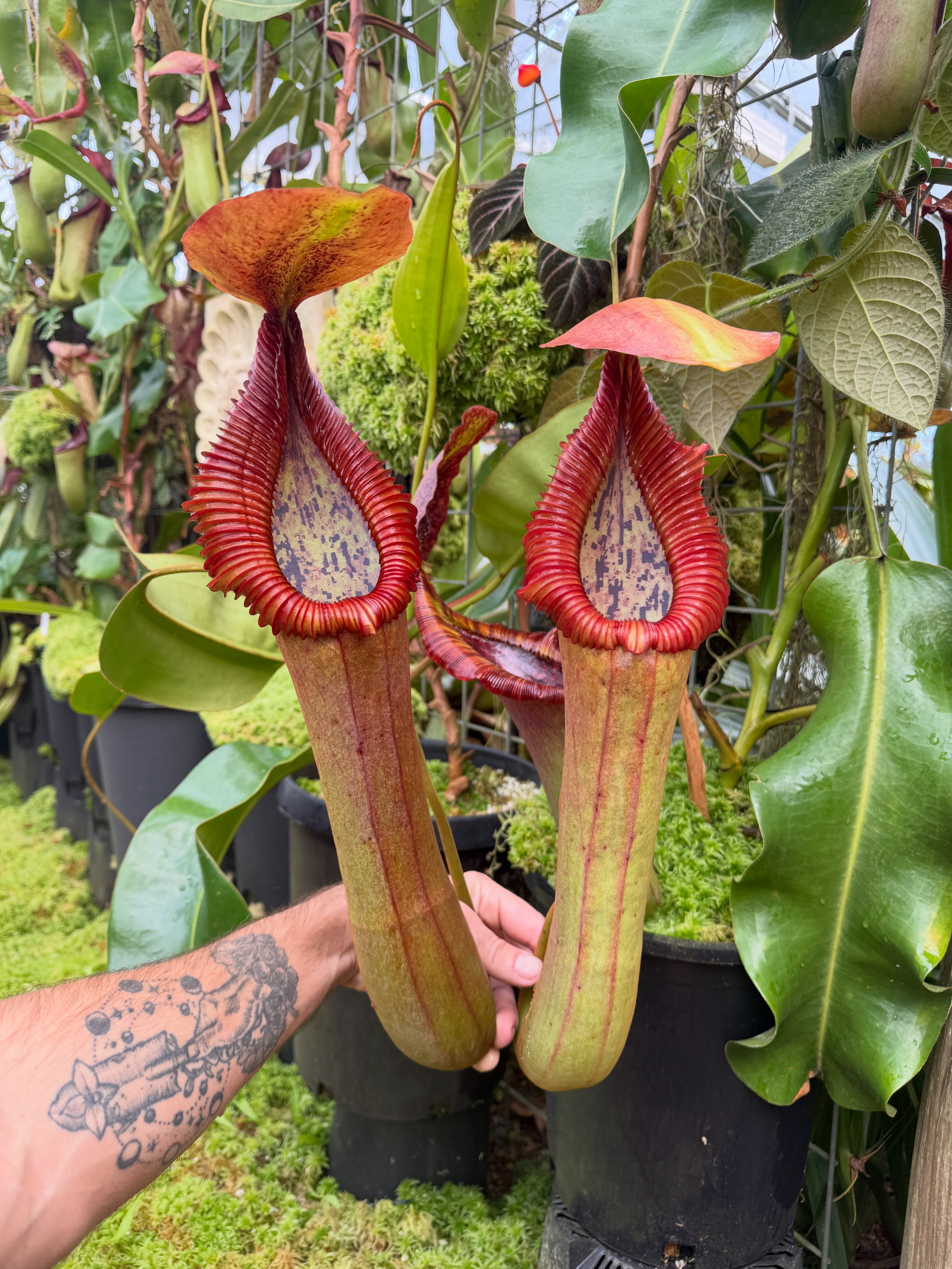 食虫植物N. edwardsiana x truncata N. truncata x edwardsiana EP