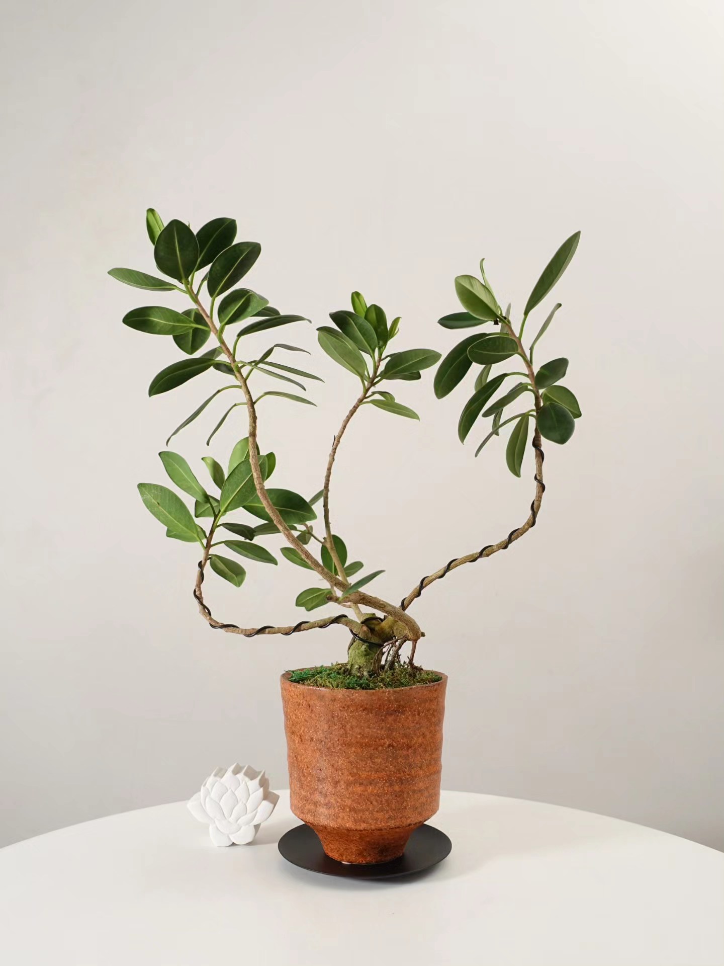 Specialty Plants [Small] ================= 01.センカクガジュマル 