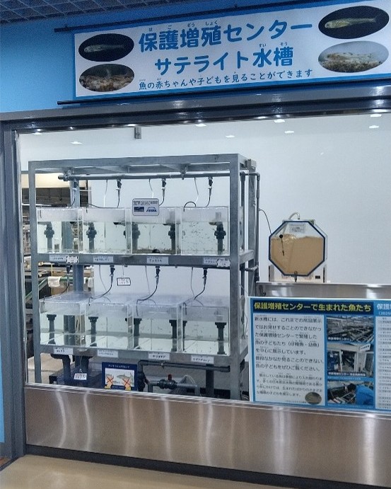 8月26日に京都水族館から今年生まれのタンゴスジシマドジョウが搬入