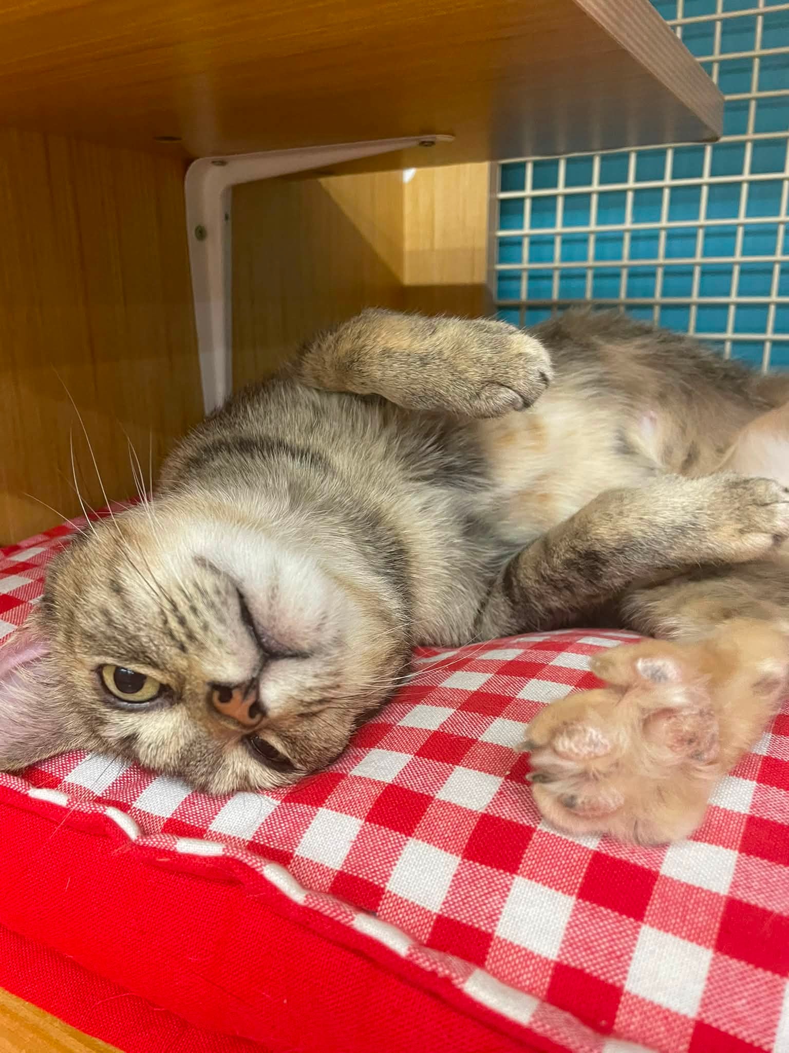 Adopt Patryce a sweet and affectionate cat 