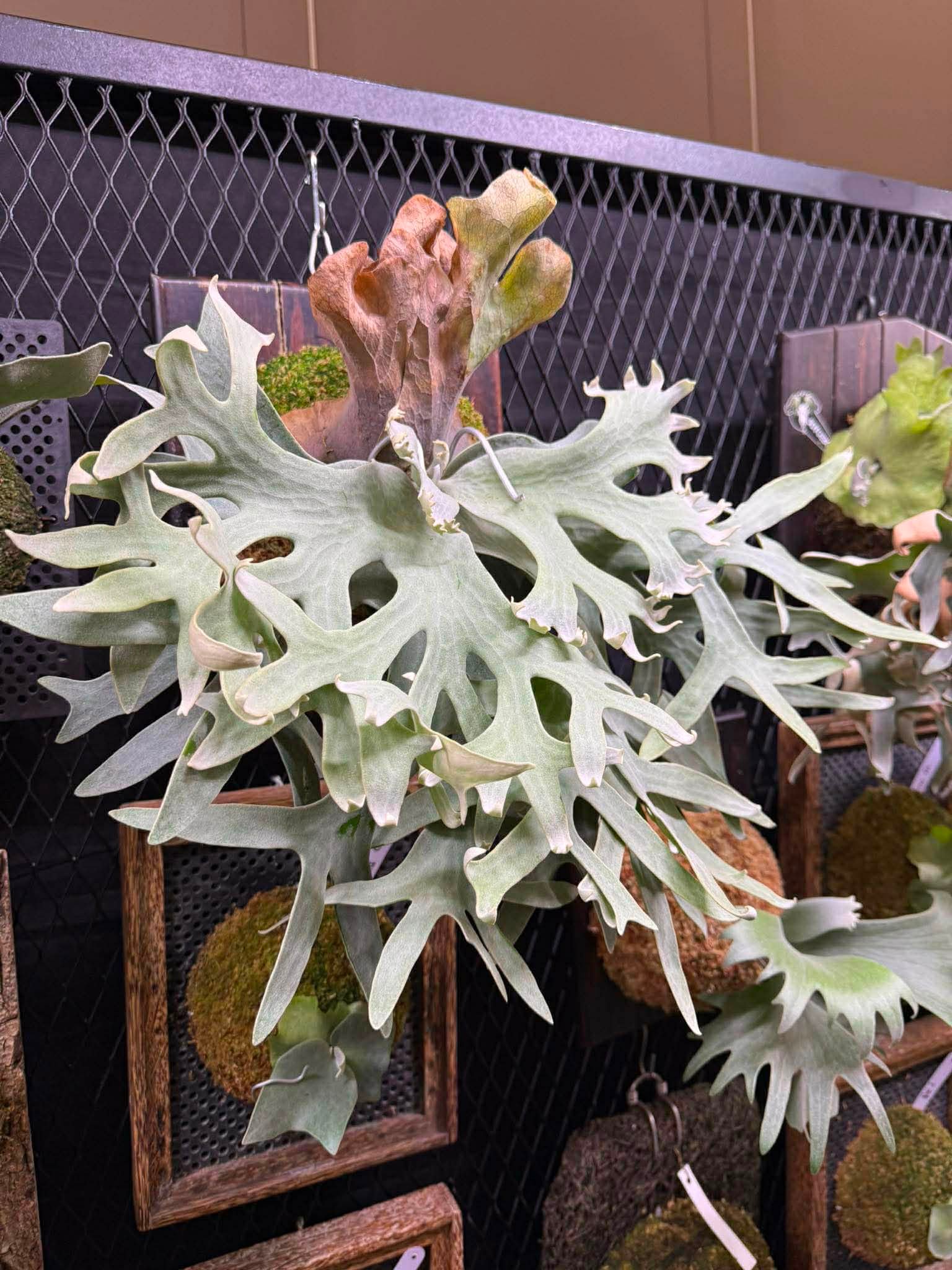 P. willinckii Bali spore 最近，我們的蒐藏裡，一株從孢子苗一路帶大