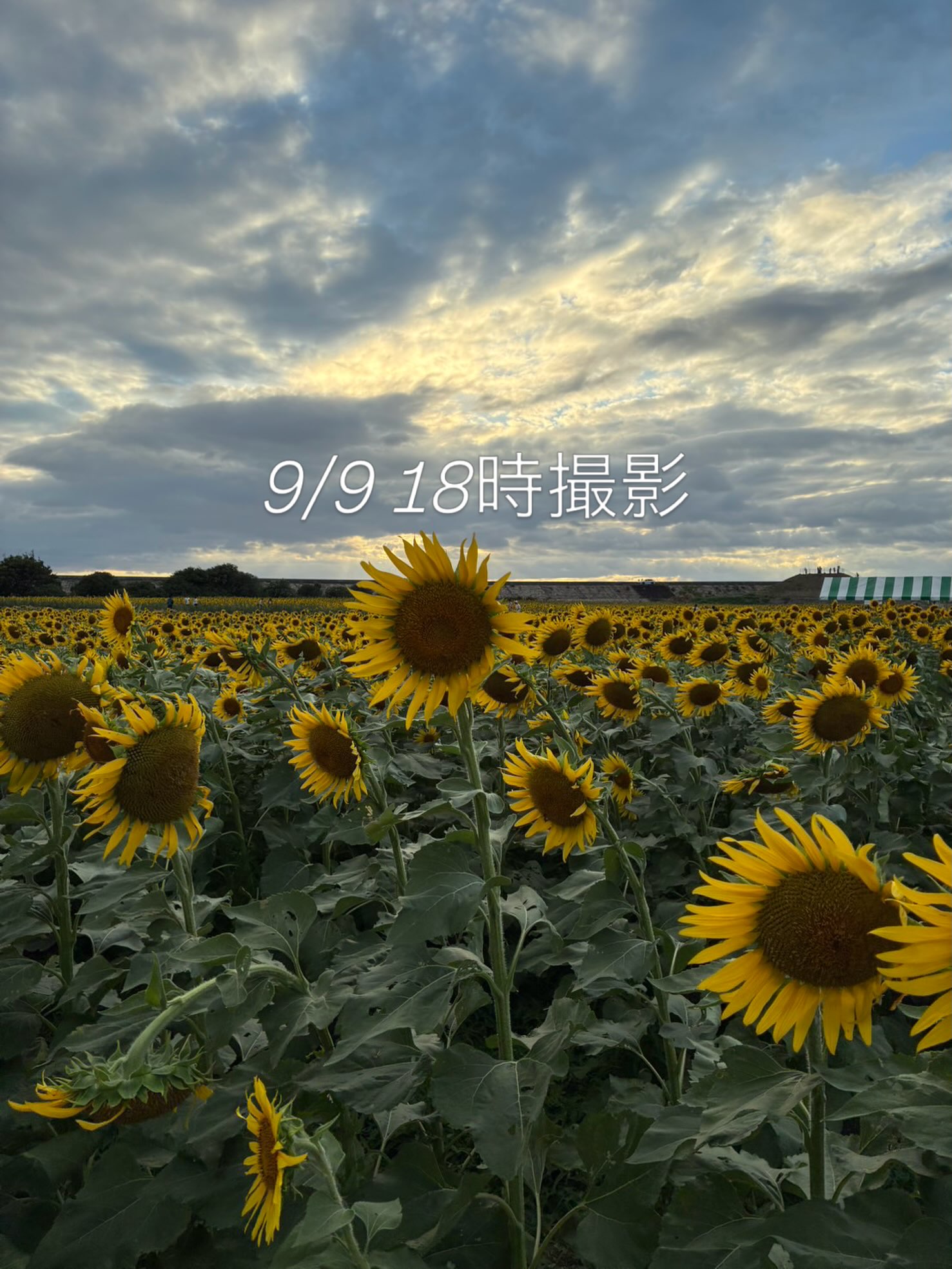 柳川 ひまわり 園