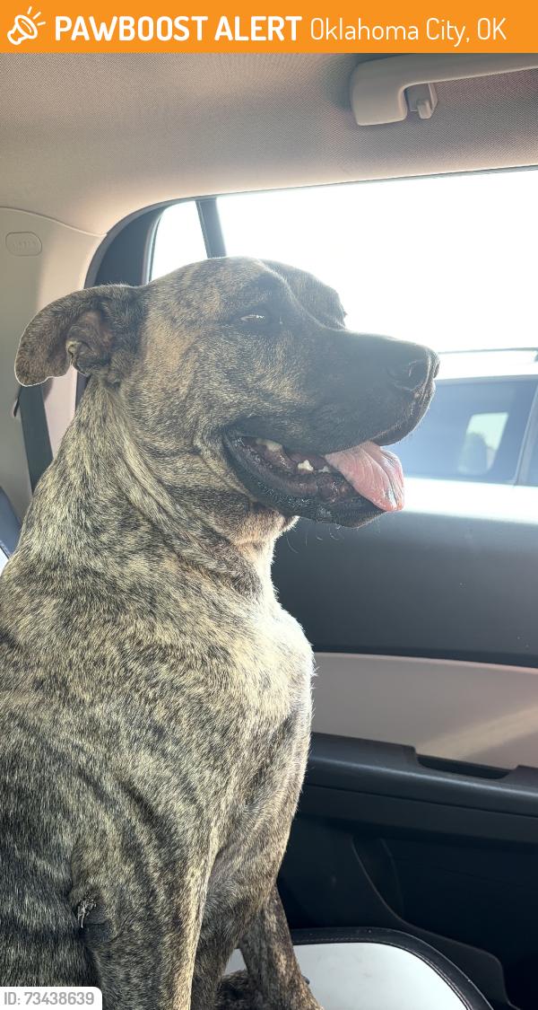 Found Brindle Pit Mix Dog in Oklahoma City, OK 73120