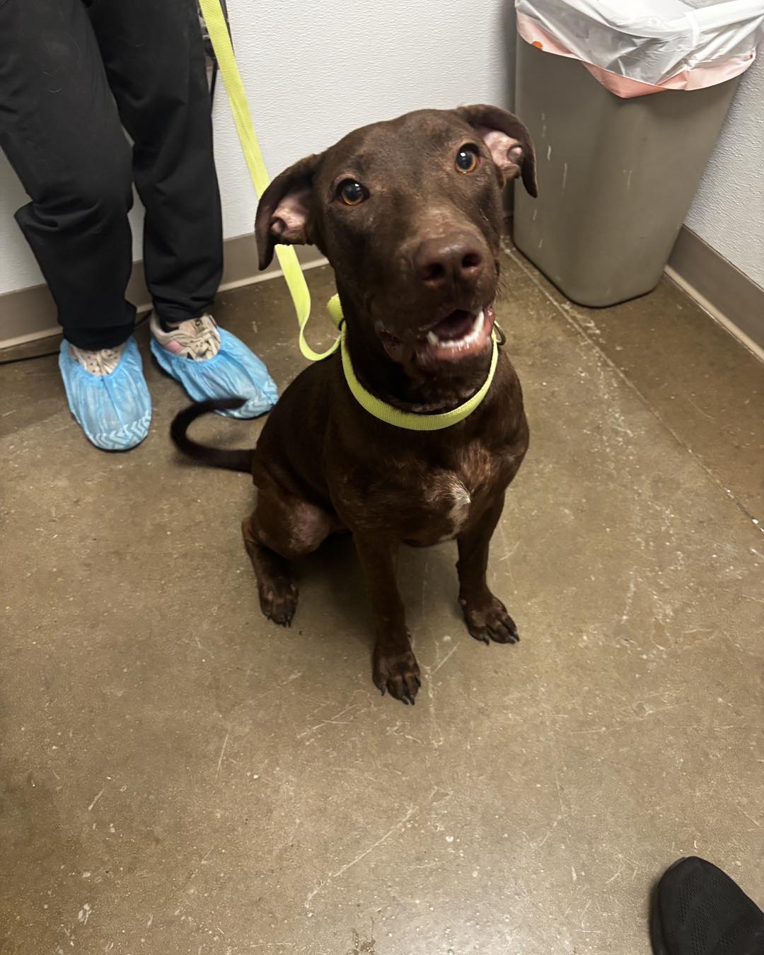 Stray dog found at 76th st n and peoria Tulsa until october 3