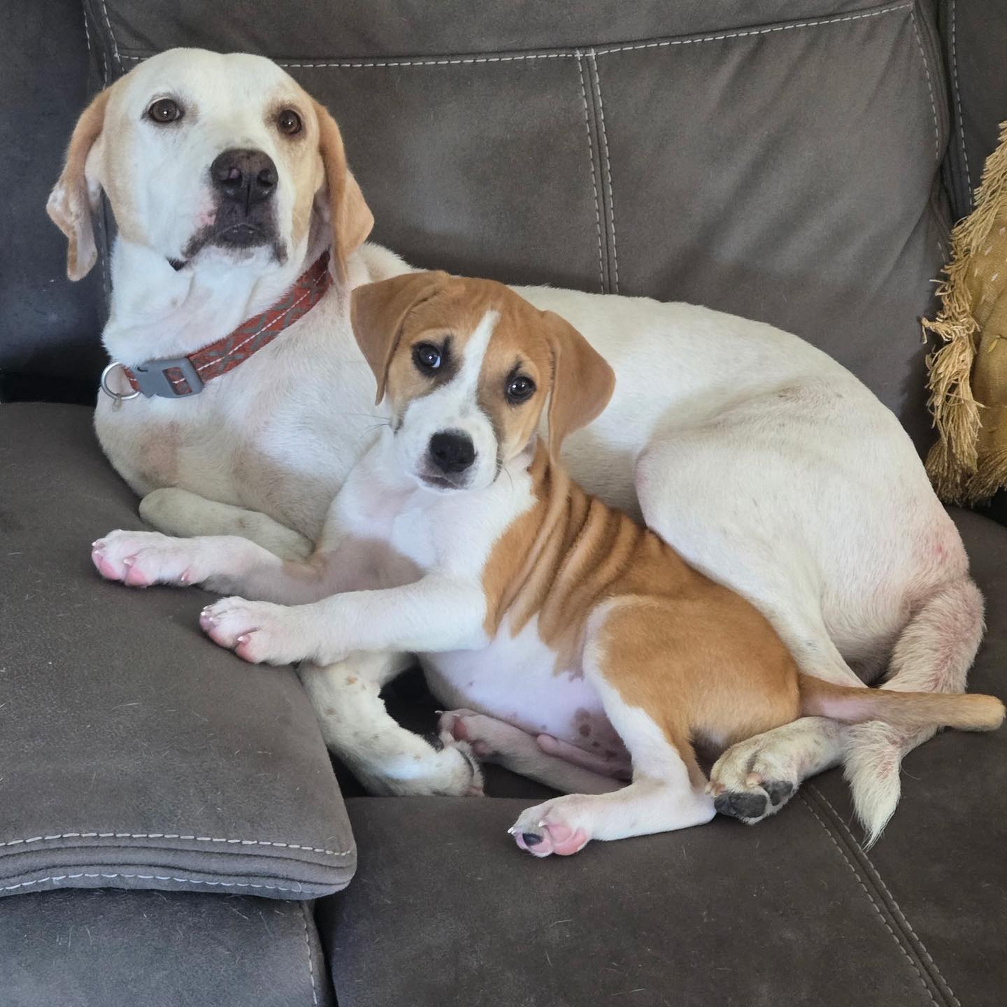 Rescue mama and puppy reunited at adoption event