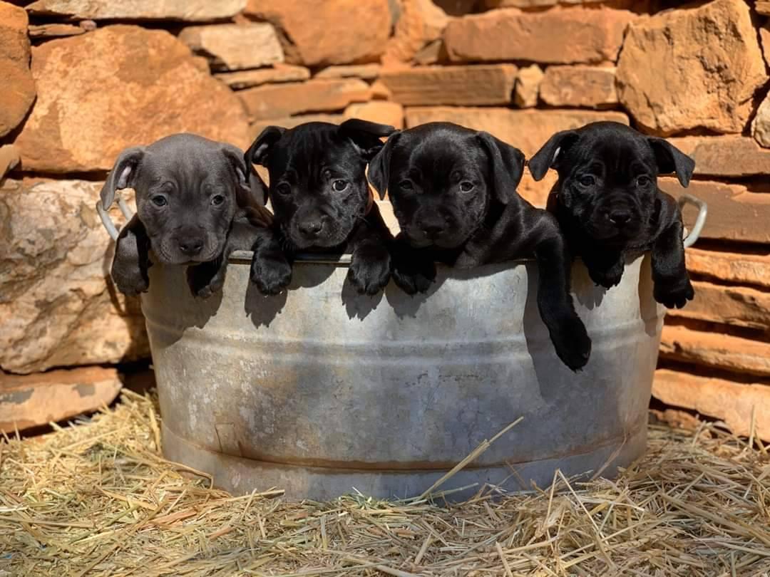 Staffordshire Bull Terrier Group | Can anyone recommend for what we ...
