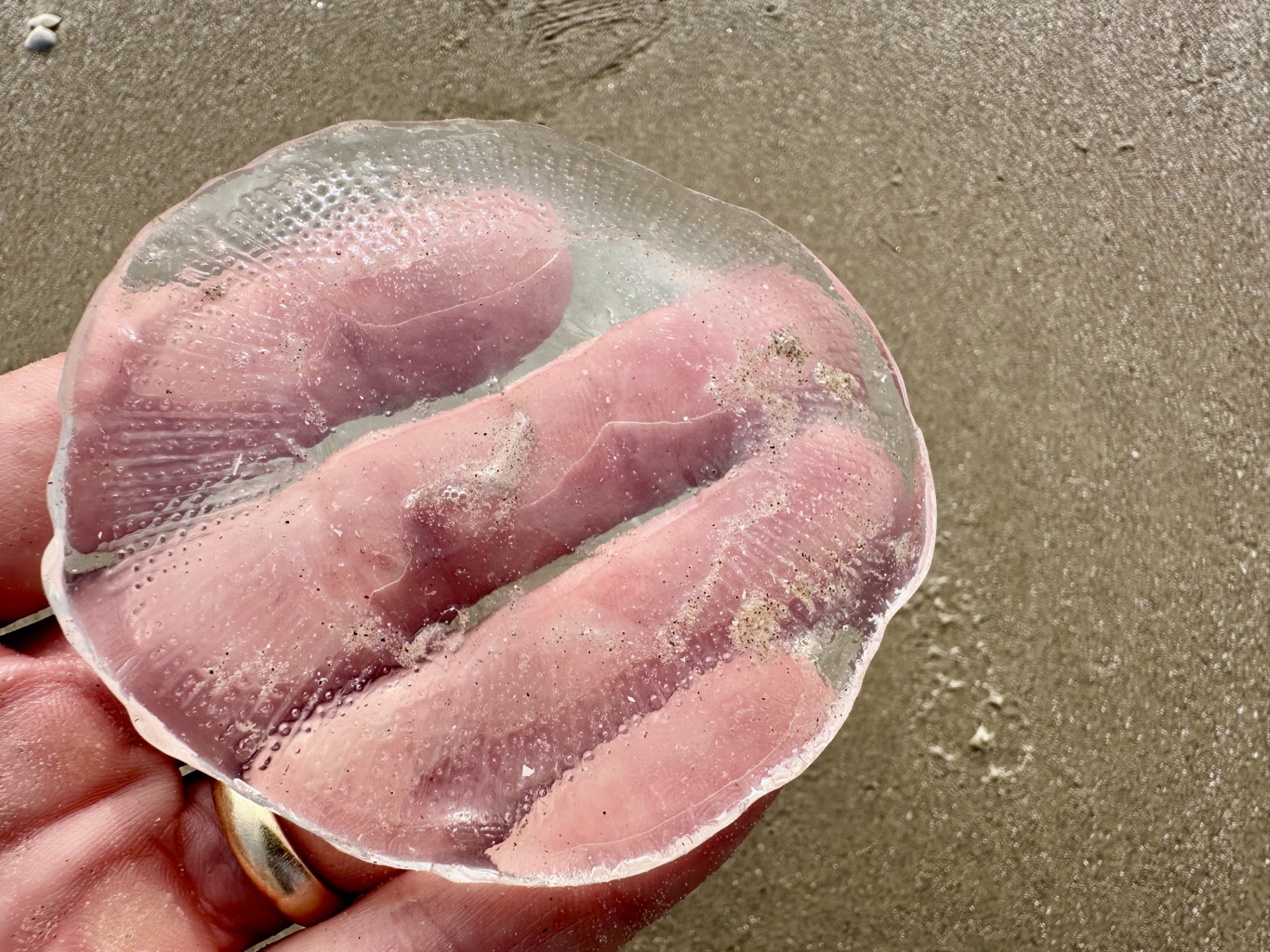 During this week's beachcombing adventure, I found a many-ribbed
