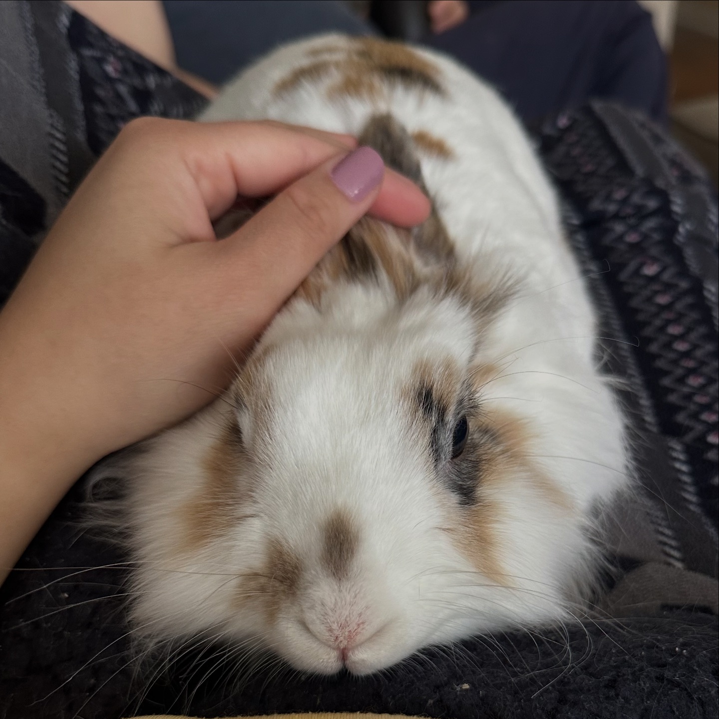 Rabbit Rescue Incorporated... - Rabbit Rescue Incorporated