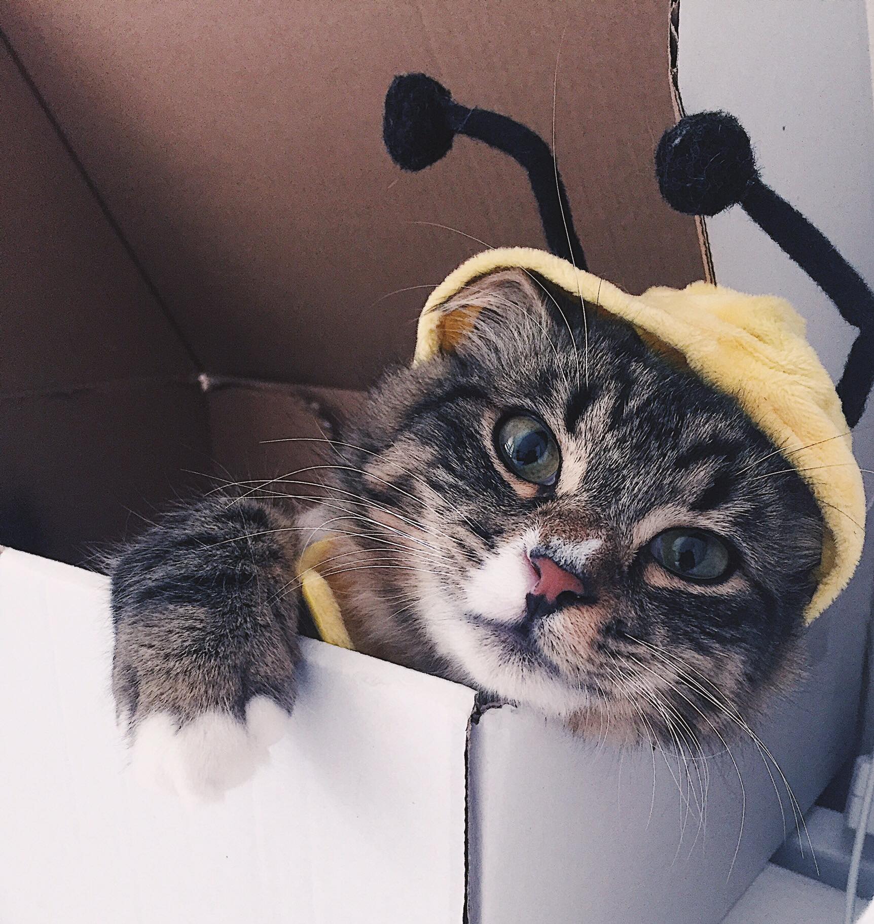 MEI RIN - 🍬⭐︎Sweet dreams ⭐︎🍬 #goodjob #good #instacat #instagood # ...