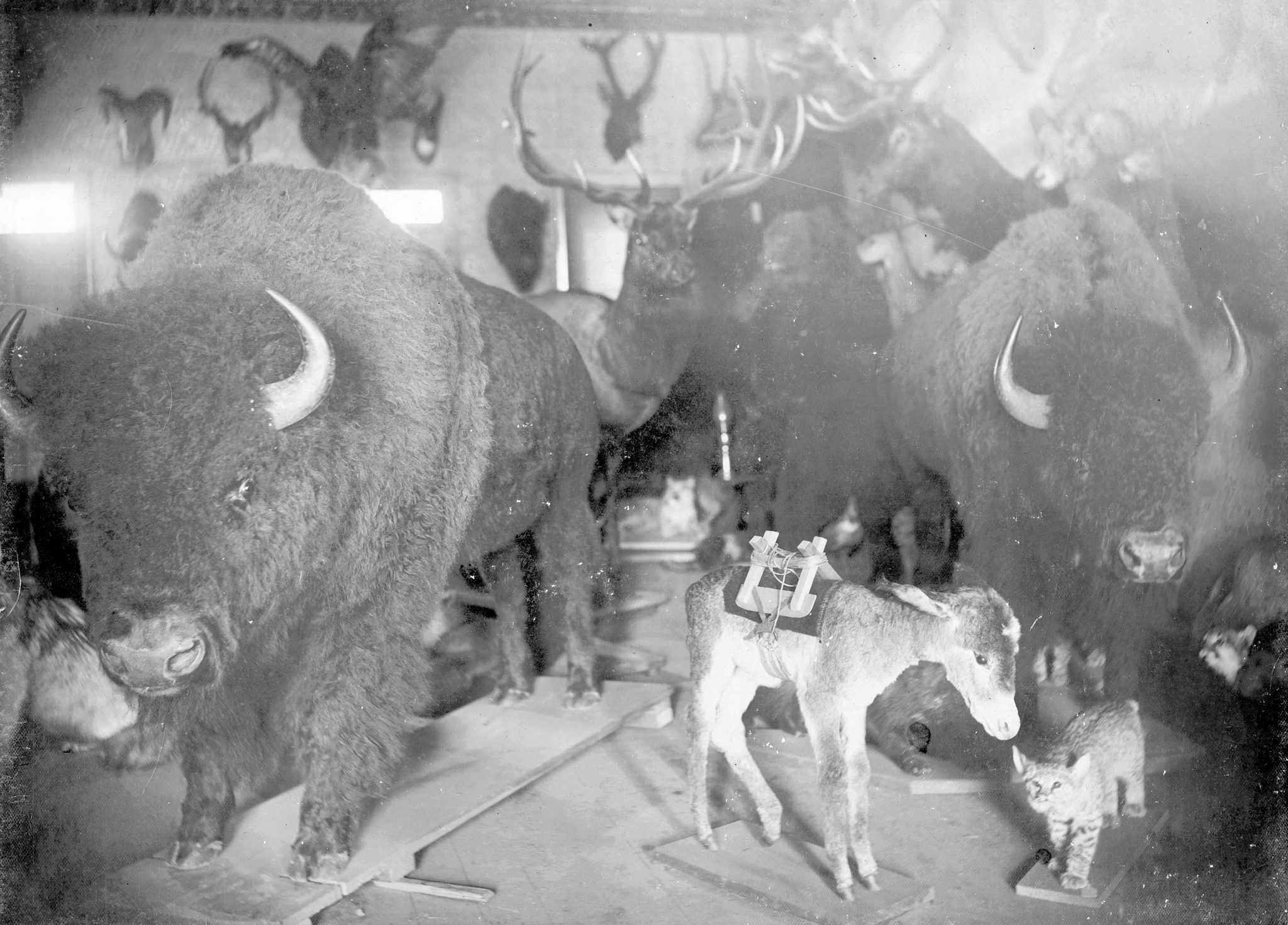 Breckenridge - Welcome to Colorado, where the bison still roam ... even ...