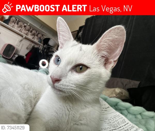 【PSA9】村上隆 Silver Venus Cat Lost white cat Venus in Las Vegas NV