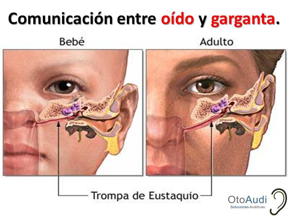 La Tuba Faringotimpánica o "Trompa de Eustaquio" Este tubo o trompa ...
