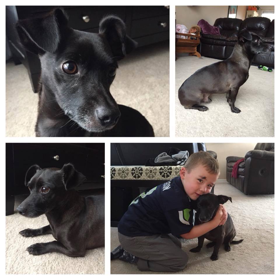 Smidget Rescue - UPDATE from Leo's foster mom! Adorable...