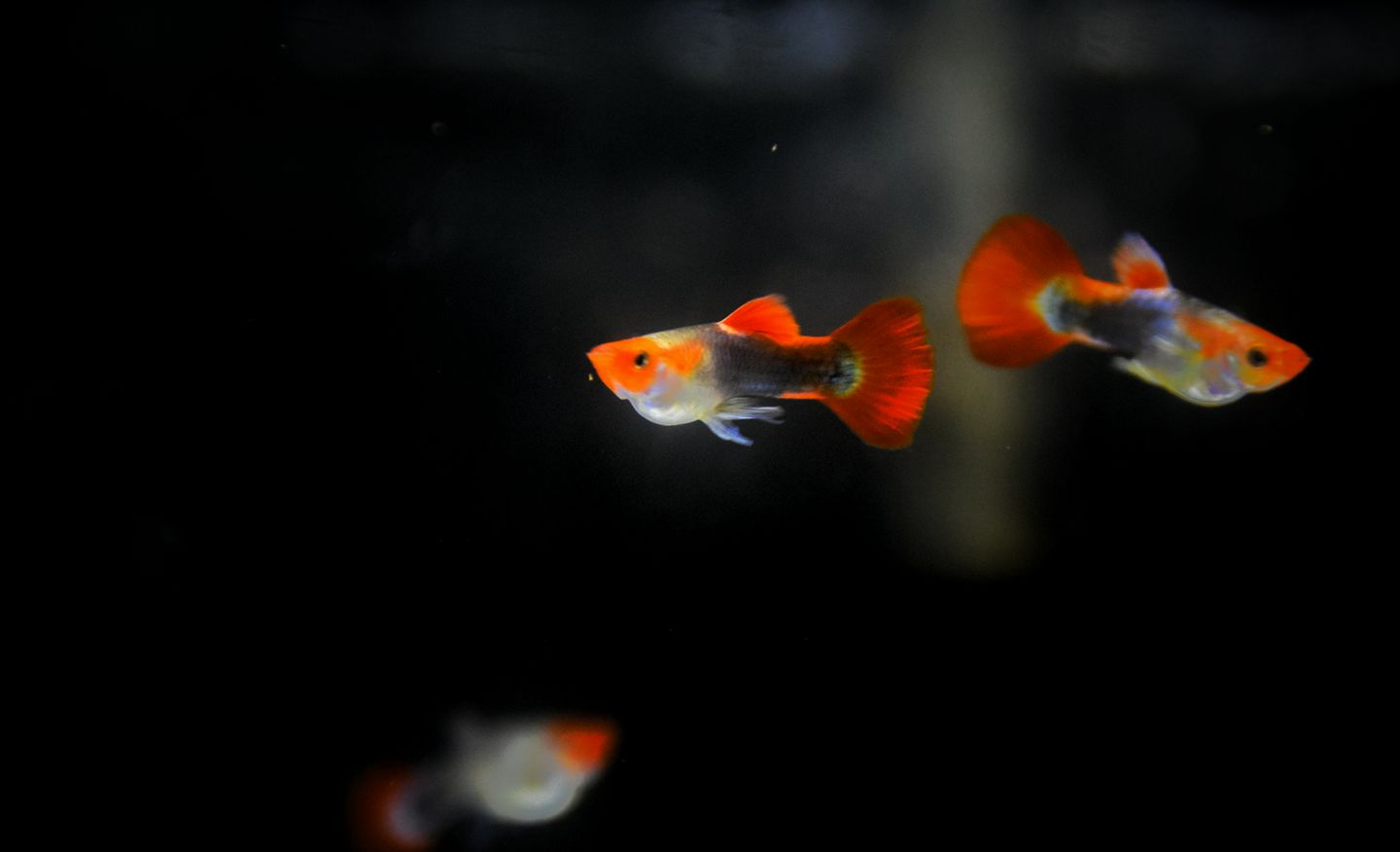 Guppy Price In Kerala,A meeting ground for guppy fish lovers