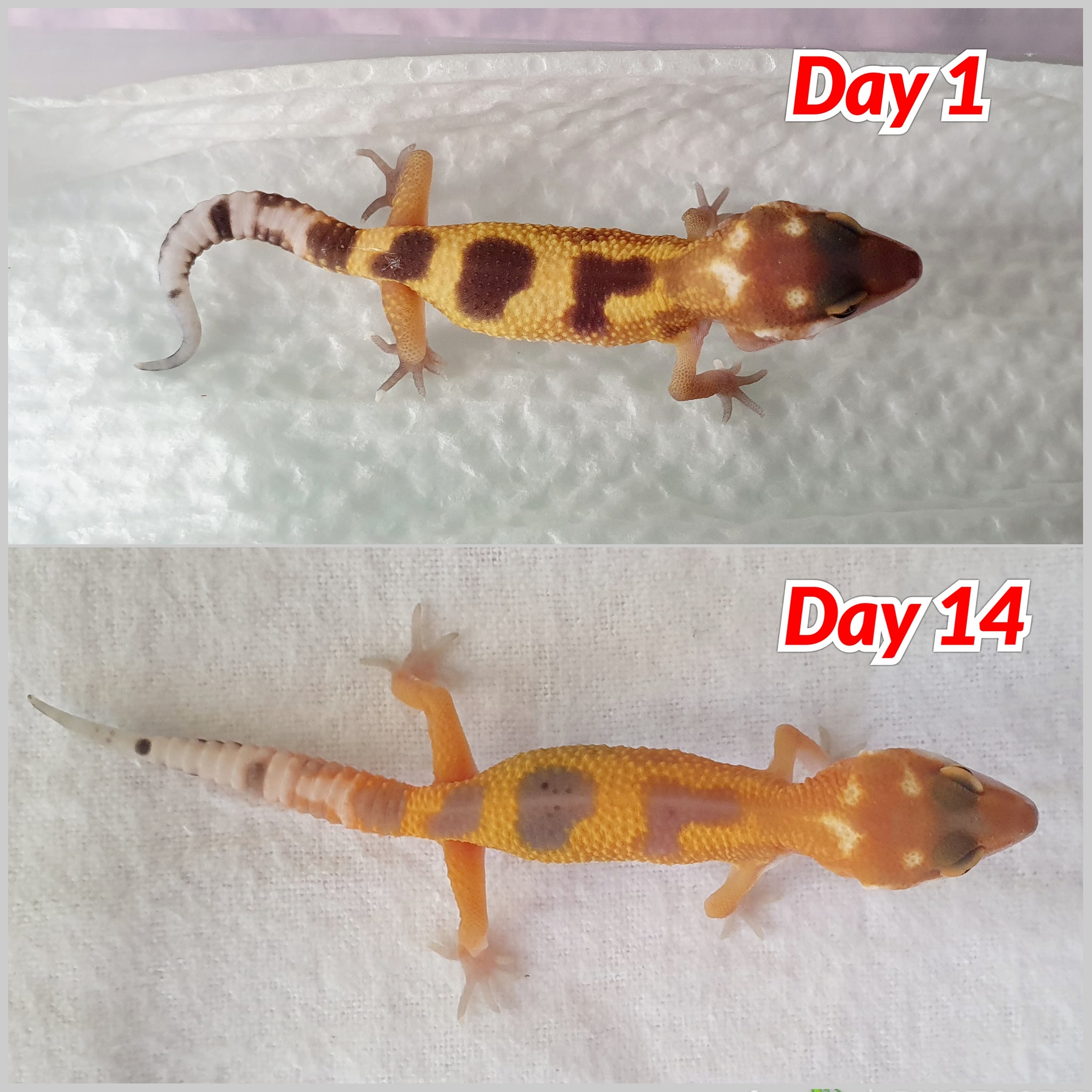 Super Geckos - Baby Leopard Geckos Color Development...