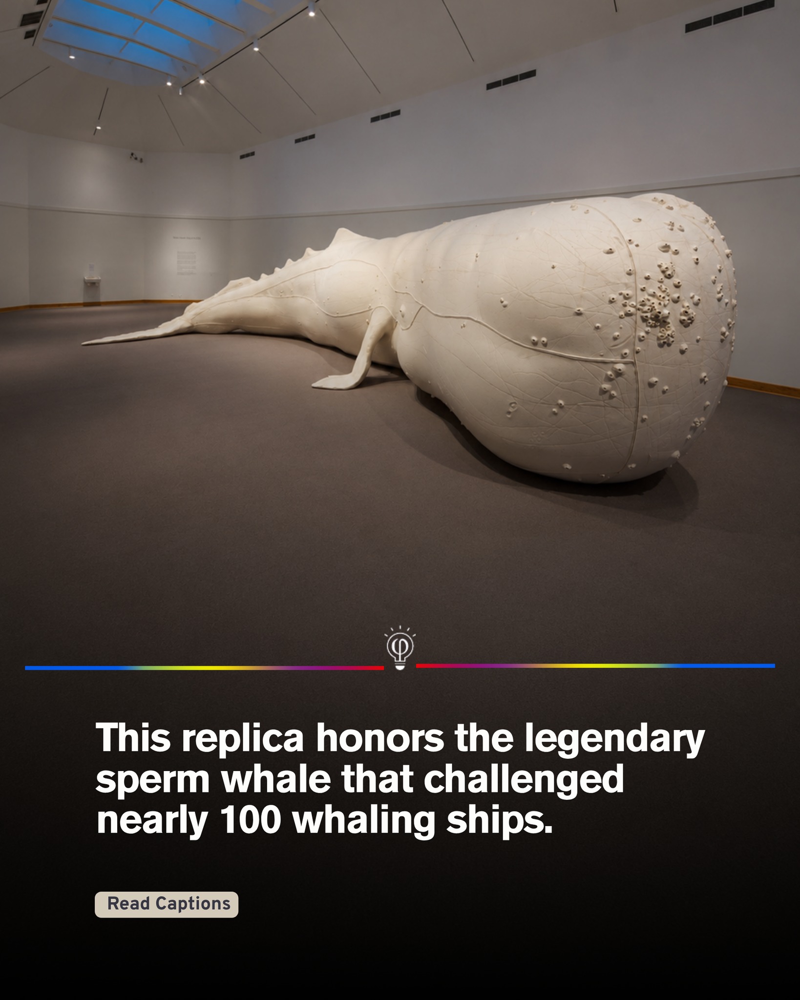 Fact - This full scale sculpture recreates Mocha Dick, the