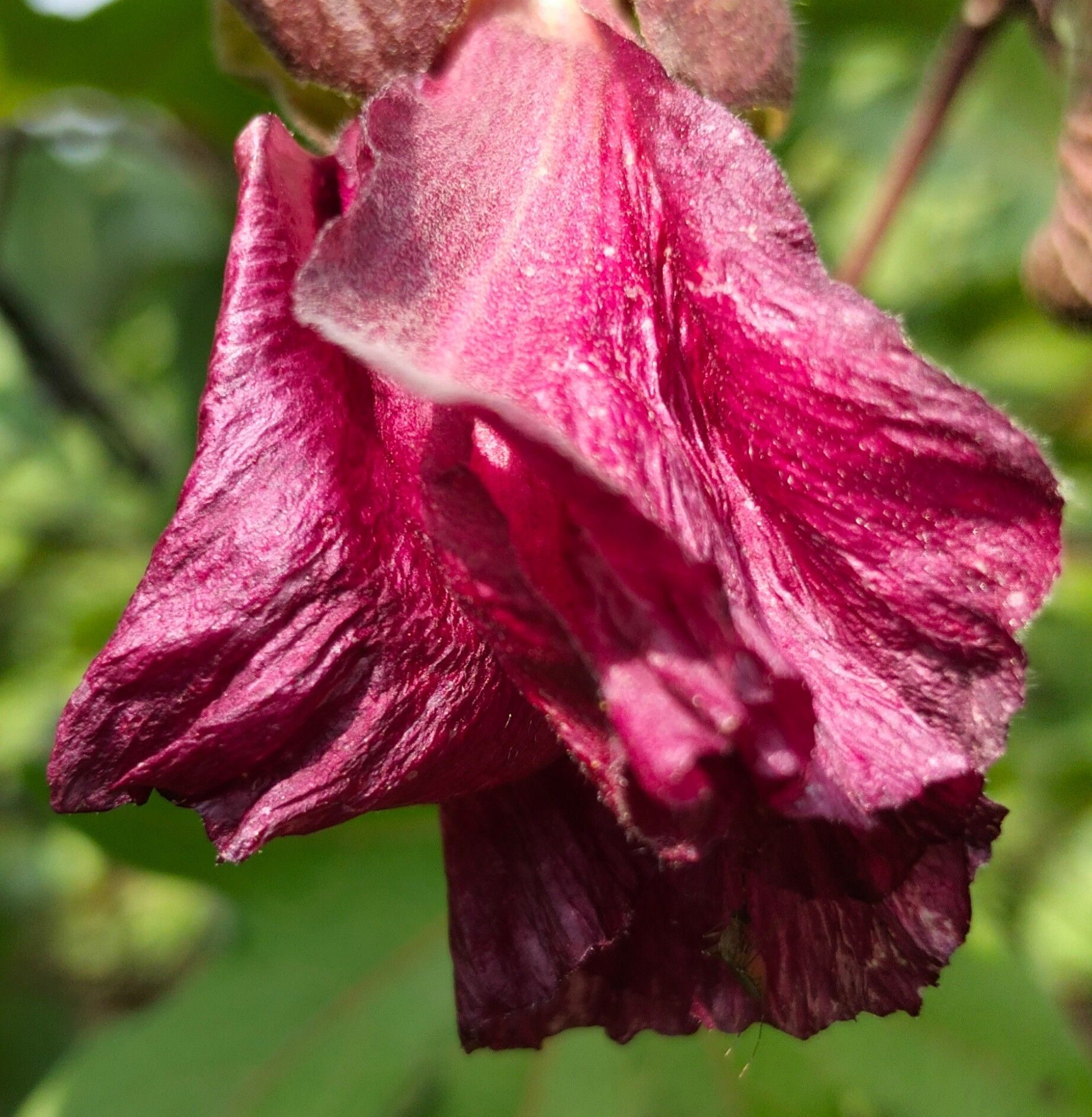 Good evening south Asia and Asia 😊 Beautiful purple flowers and red ...
