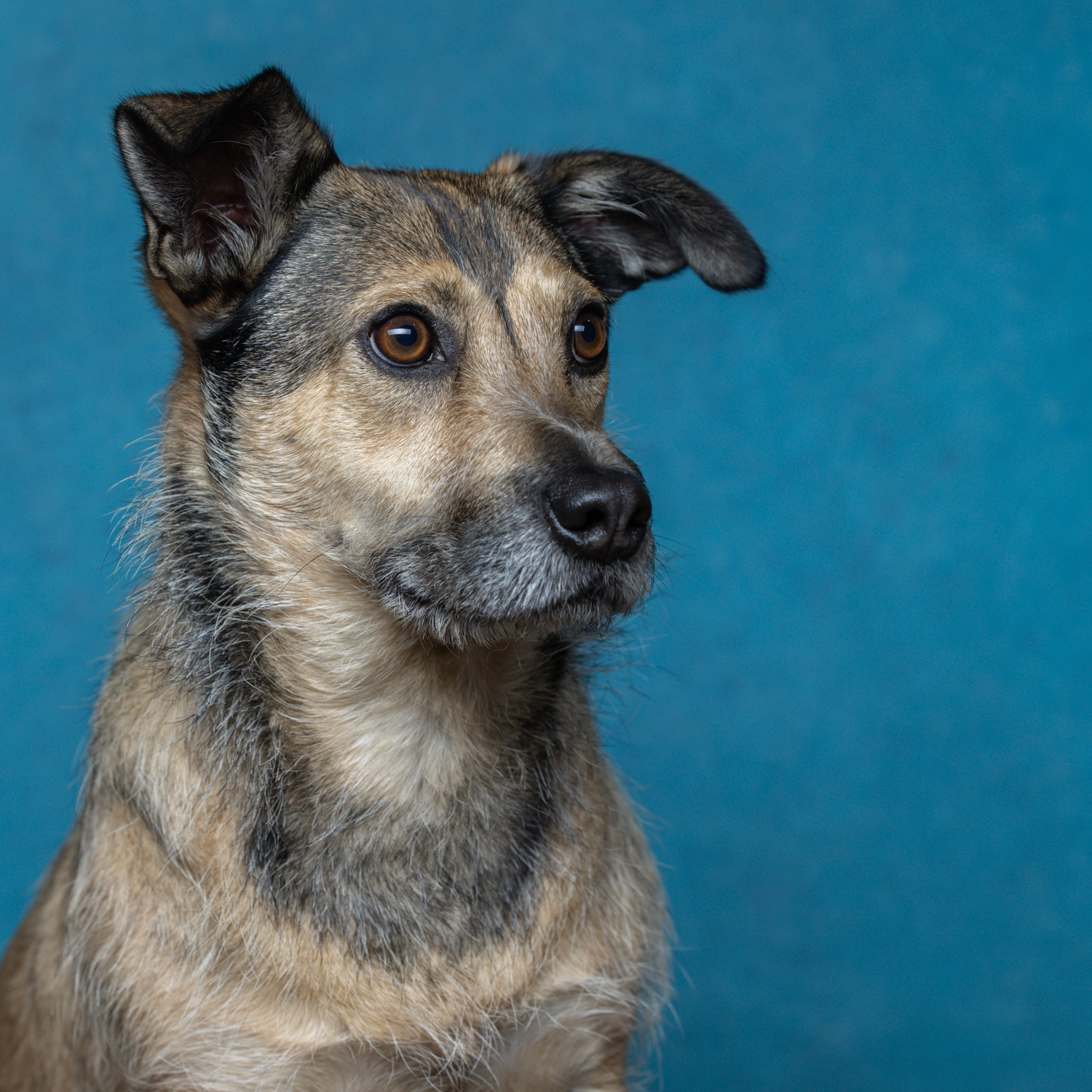Meet Victor, the rescue dog... - Mark Hewitson Photography | Facebook