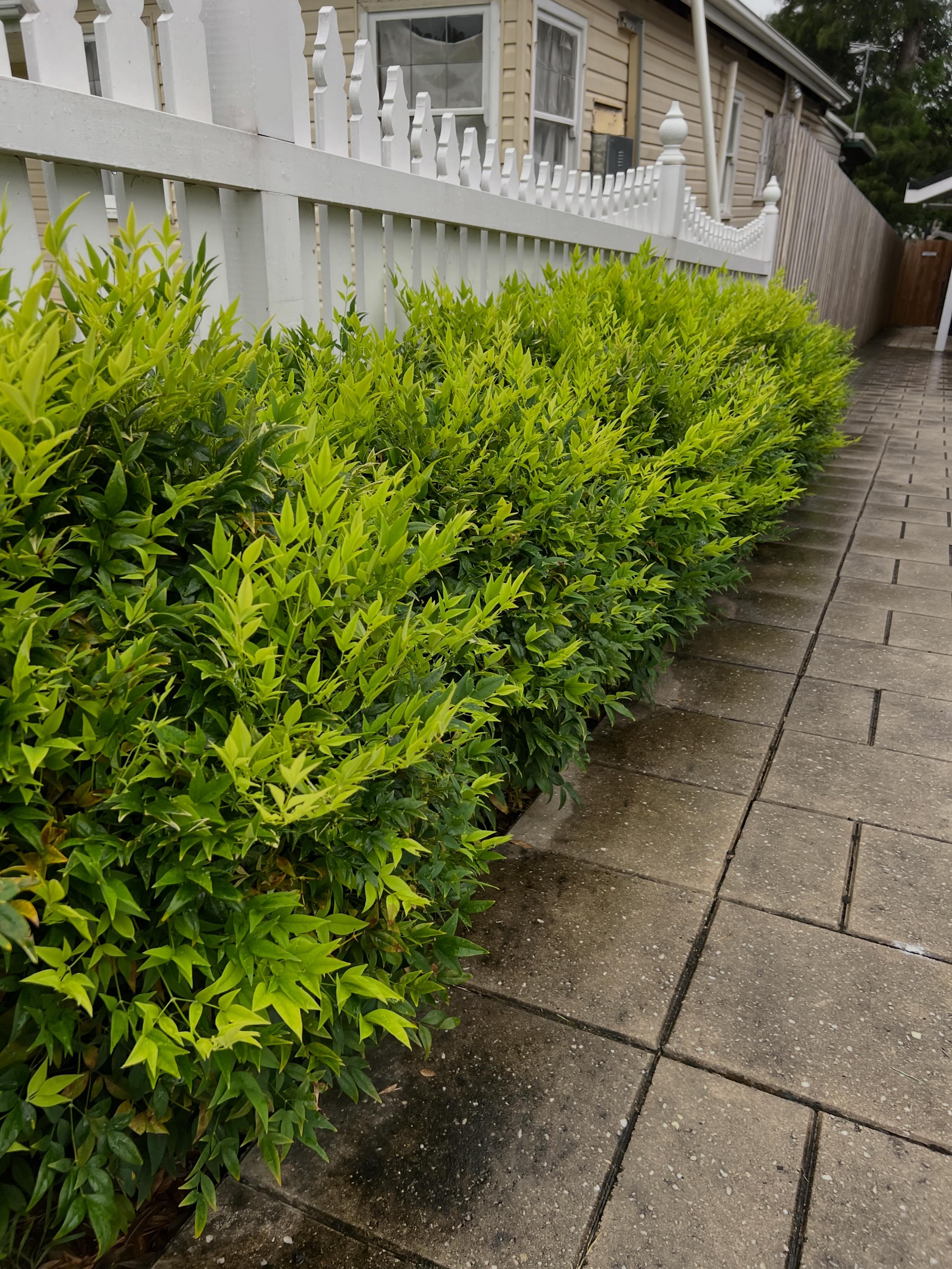 Lemon-lime nandina plant for shade and borders