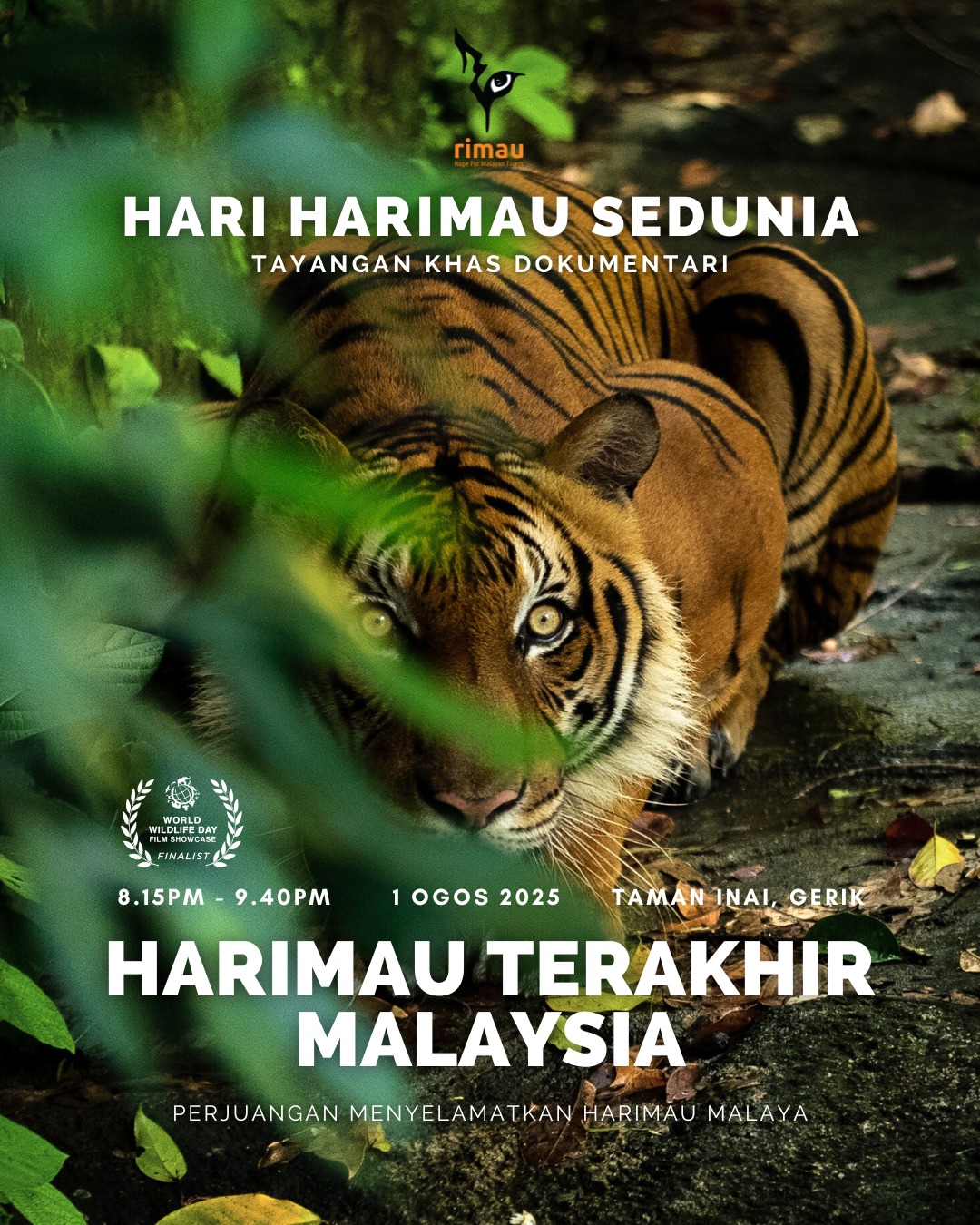 Rimau