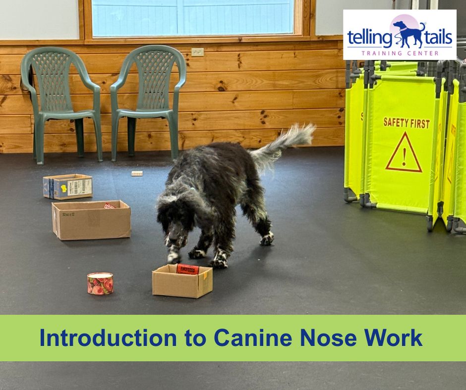 This is the class that... - Telling Tails Training Center | Facebook