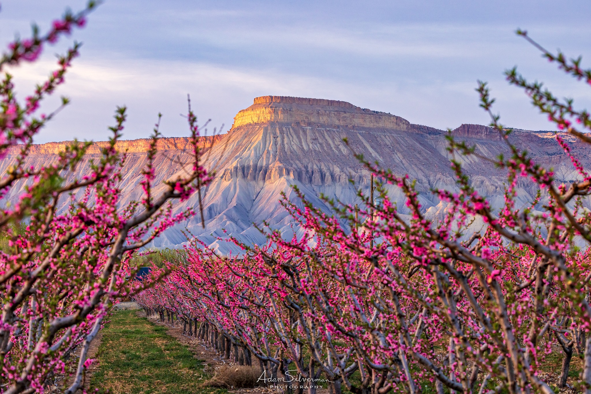 Adam - Although the peach blossoms largely have fallen from the